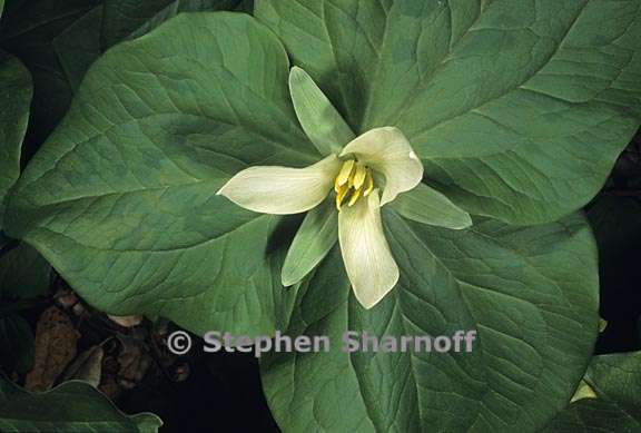 trillium albidum 3 graphic